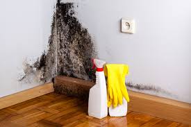 Best Attic Mold Removal in USA